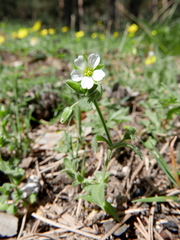 Cerastium ramosissimum