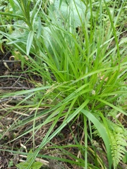 Carex elongata