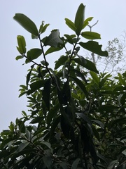 Daphnopsis caracasana
