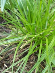 Carex elongata