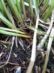 Carex elongata