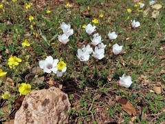 Linum appressum appressum