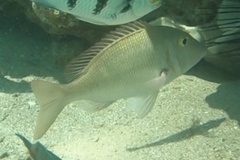 Lethrinus lentjan