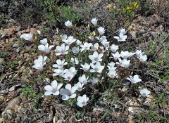 Linum appressum appressum