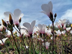 Linum appressum appressum