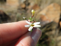 Jamesbrittenia tysonii