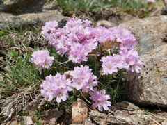 Armeria caespitosa