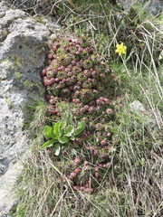 Sempervivum vicentei