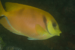 Siganus corallinus