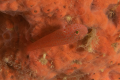 Trimma macrophthalmus
