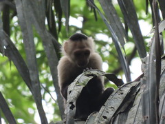 Cebus capucinus