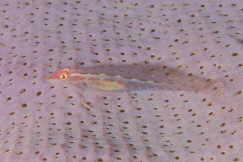 Elongate ghostgoby (Pleurosicya elongata) — Gobiidae — 4