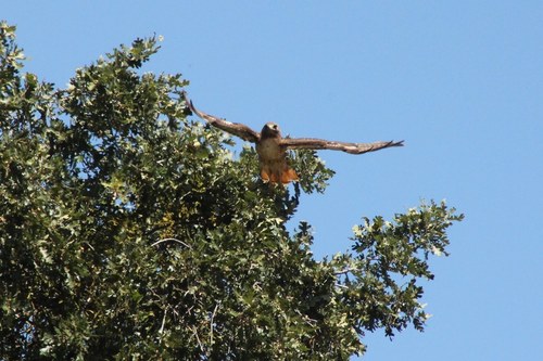 iNaturalist observation photo of Red-tailed Hawk