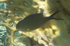 Chromis flavaxilla
