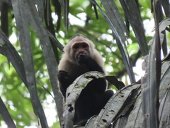 Cebus capucinus