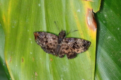 Gorgythion begga begga