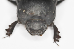 Onthophagus vitulus