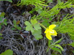 Anemonastrum richardsonii