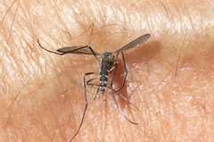 Aedes geniculatus