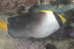 Chaetodontoplus mesoleucus