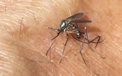 Aedes geniculatus