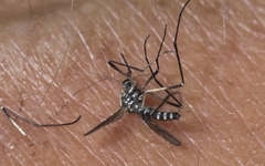 Aedes geniculatus