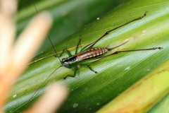 Conocephalus ochrotelus