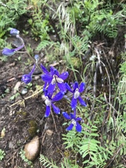Delphinium sutherlandii