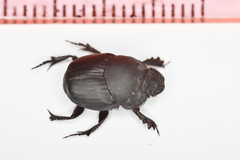 Onthophagus vitulus