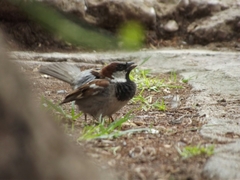 Passer domesticus