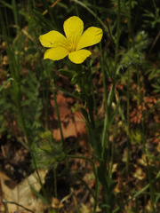 Linum flavum