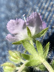 Phacelia gilioides
