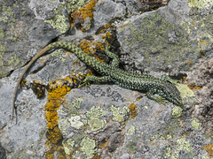 Iberolacerta cyreni