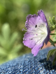 Phacelia gilioides
