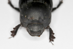 Onthophagus vitulus