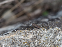 Dicranocephalus setulosus