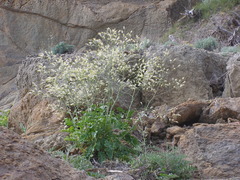 Crambe koktebelica