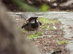 Passer domesticus