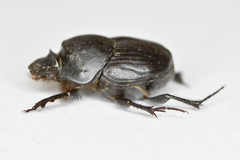 Onthophagus vitulus