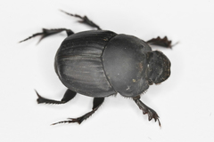 Onthophagus vitulus