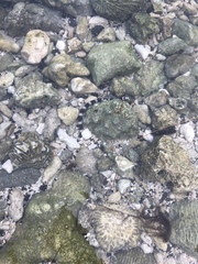 Myrichthys colubrinus