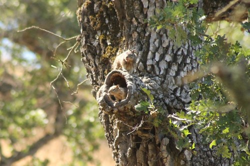 iNaturalist observation photo of California Ground Squirrel