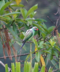 Psittacula calthrapae