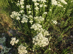 Lepidium draba