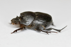 Onthophagus vitulus