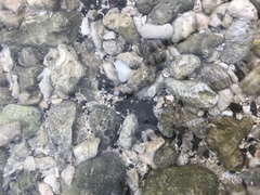 Myrichthys colubrinus