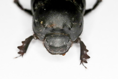 Onthophagus vitulus