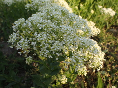 Lepidium draba