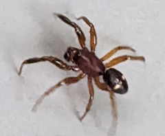 Asagena americana