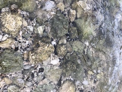 Myrichthys colubrinus